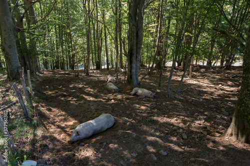 Cochons élevés en plein air en liberté en forêt photo