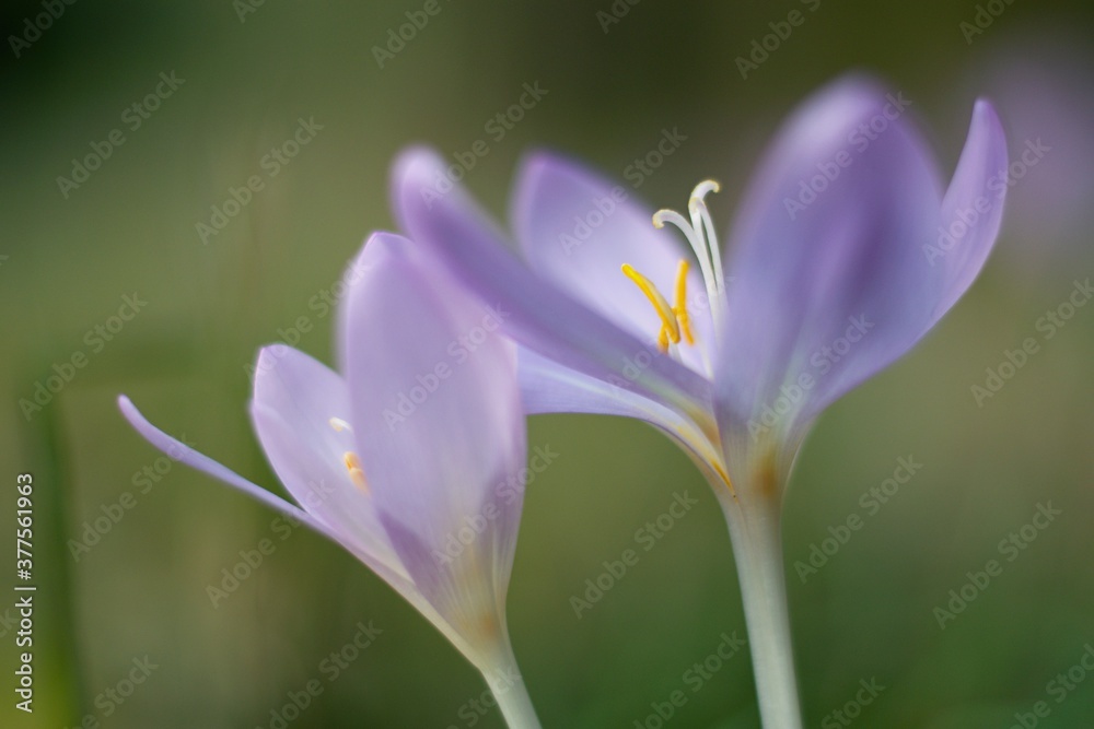 The Tender Beauty Of Autumn Colchicum-Crocus In the Czech Forest. The Tender Beauty Of Autumn Colchicum-Crocus In the Czech Forest.
