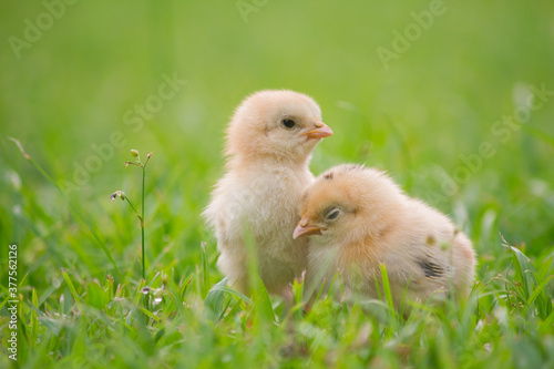 Little chicken in grass 