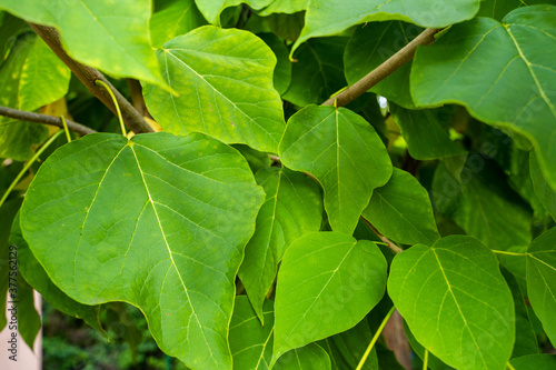 Trumpet Tree Leafs