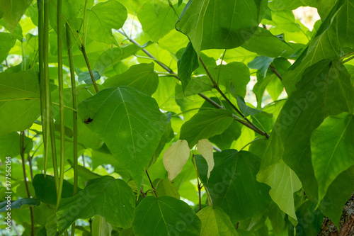 Trumpet Tree 2