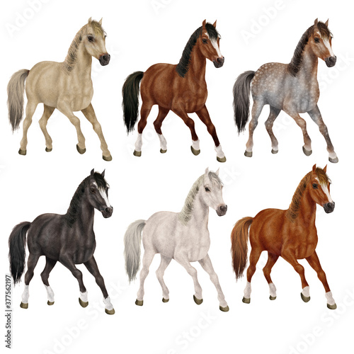 groupe de  cheval  toutes couleur   animal  blanc    talon  galop  poney  courir  course  collection  photo illustration  ferme  sauvage  chevalin  arabe  amoureux des chevaux  jument  mammif  re  natur