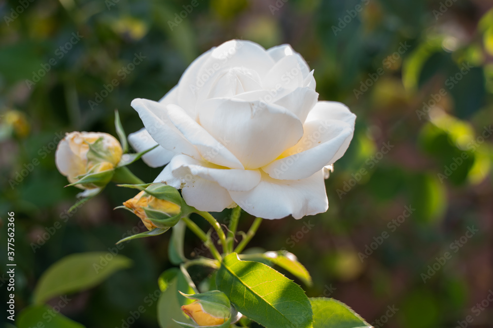 Obraz premium White Rose 2 