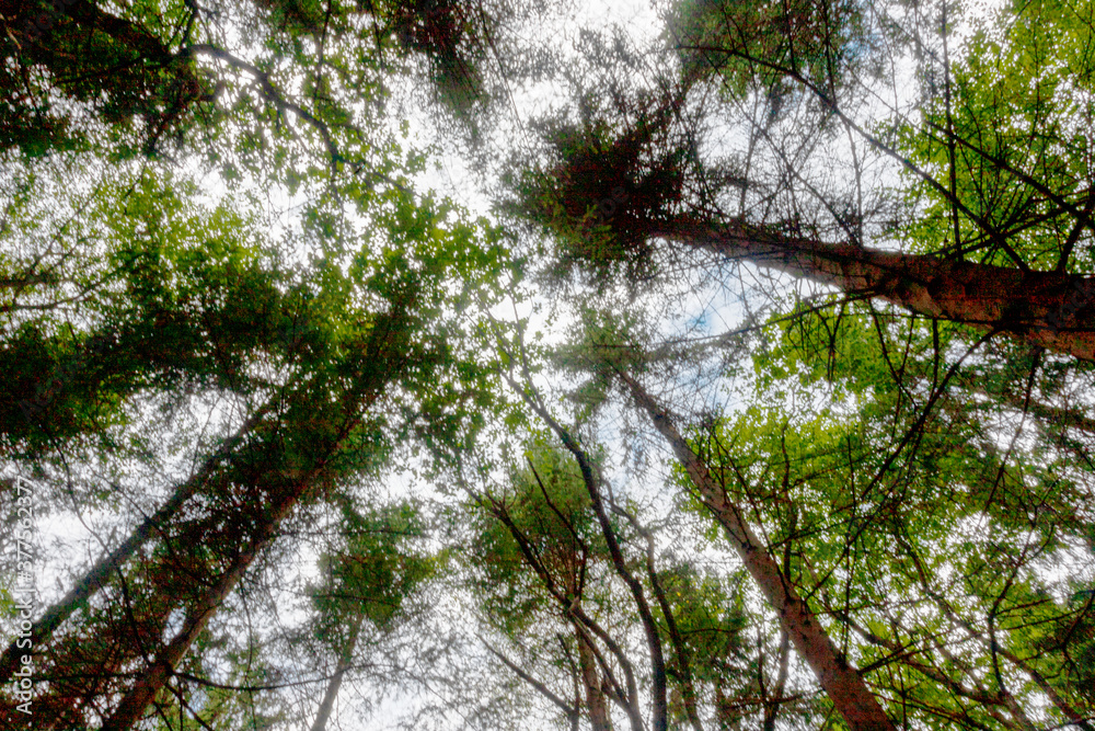 Fototapeta premium tree branches