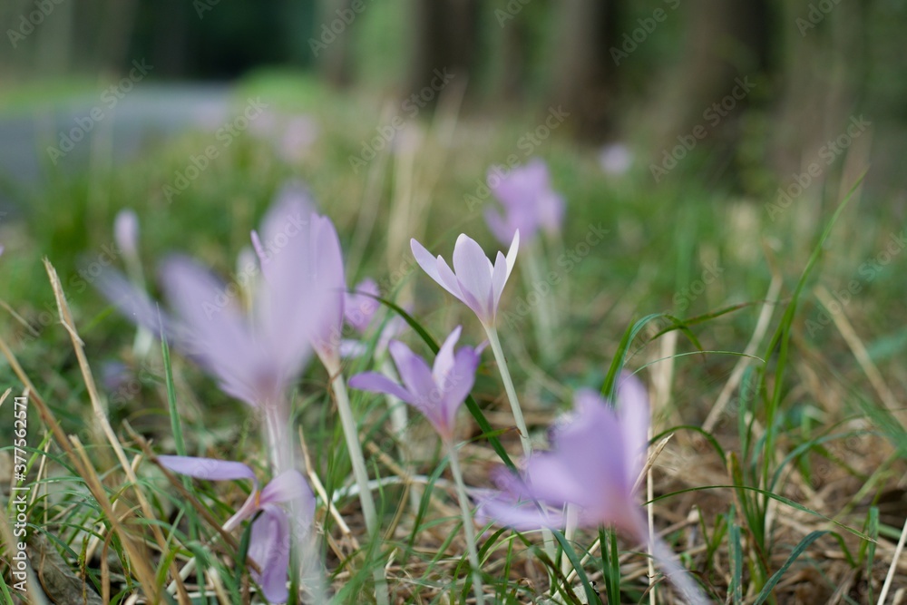 Fototapeta premium The Tender Beauty Of Autumn Colchicum-Crocus In The Czech Forest.