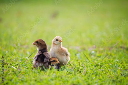 Chicken in grass