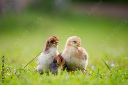 Fototapeta Three little chicken or yellow chick on grass