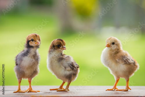 Photo Three little chickens