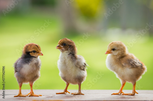 Three little chickens in the garden