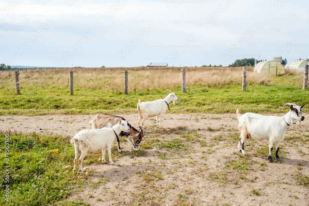 white goats walking on green grass white goats walking on green grass