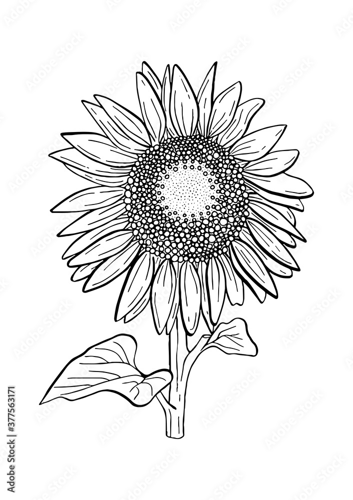 Fototapeta premium Doodle black line sunflower with stalk and leaf. A white silhouette use for cut file, clipart. Digital or printable sticker. Vector illustration for decorate logo, tattoo, card or any design.