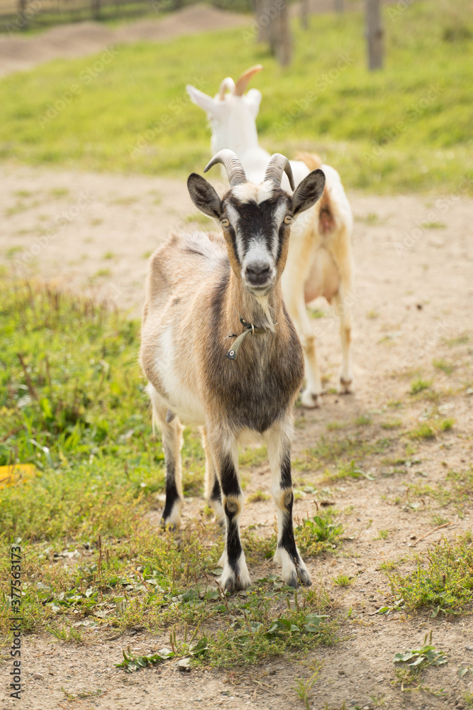 white goats walking on green grass