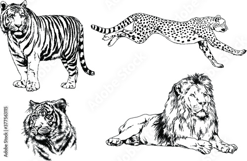 set of vector drawings on the theme of predators tigers are drawn by hand with ink tattoo logos photo