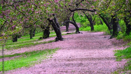 Myriad of fallen Cherry petals cover the footpath under the rows of Cherry trees in the rainy morning at Central Park New York City NY USA on May 05 2019. Myriad of Cherry petals are blown away by win