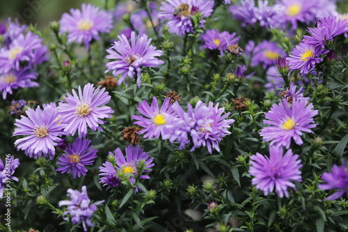 Herbst Aster (Aster dumosus) mit vielen lila gelben Blüten.