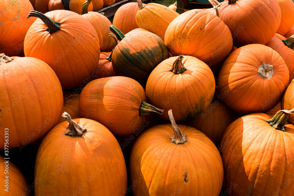 Kürbis, Heloween, Kürbissuppe, alle Kürbisarten Kürbis, Heloween, Kürbissuppe, alle Kürbisarten