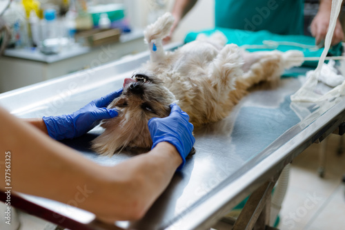 Small, long hair dog under anesthesia lying on operating table ready for surgery in veterinary clinic. A technician adjusting animal's head.