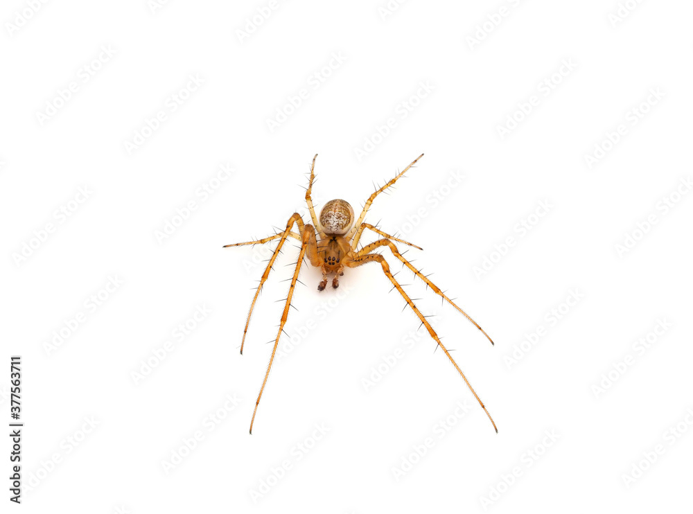 Common orb weaver spider isolated on white background, Metellina sp. Common orb weaver spider isolated on white background, Metellina sp.