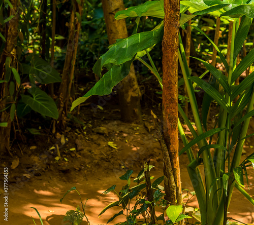 A cinnamon tree growing in a jungle clearing near to Dambulla, Sri Lanka photo