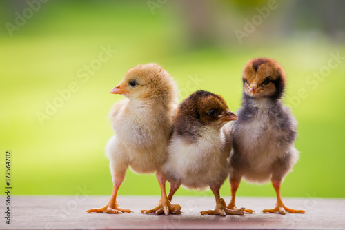 Three little chick, brown and yellow in the farm and green background