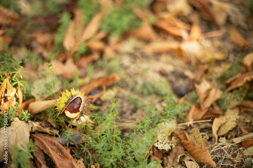 Chestnut on colorful autumn leaves background. Blurred, selective focus.