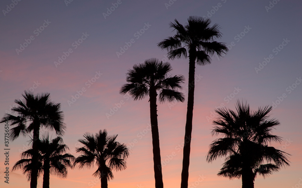 Desert Sunset with Palm Trees