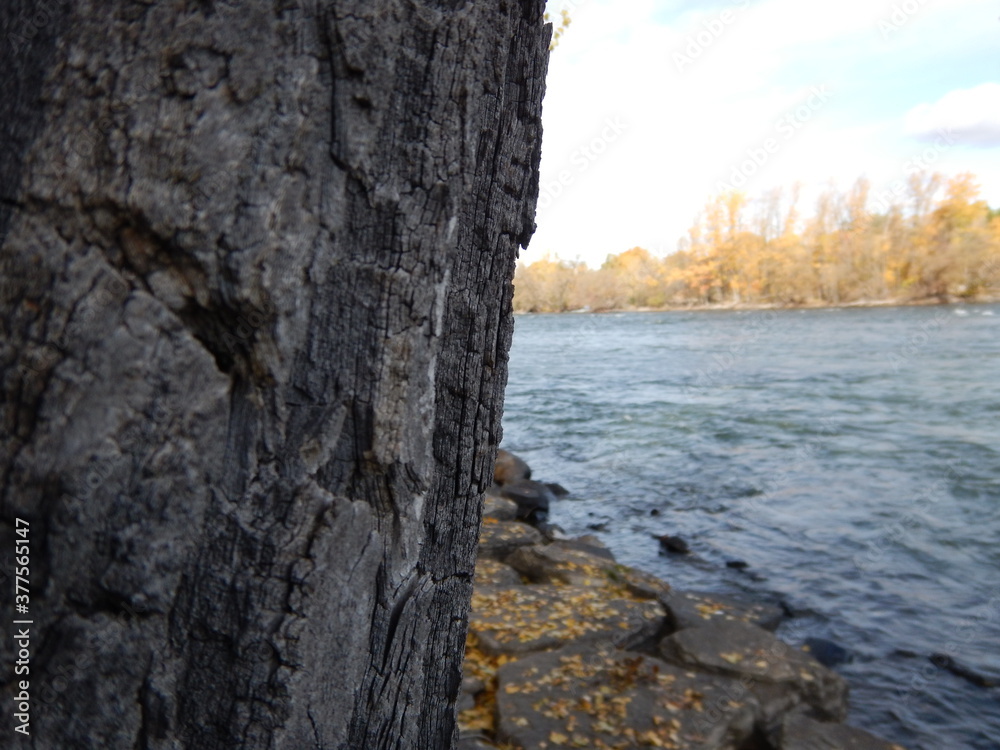 Close up on a tree near a river