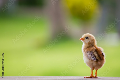 Baby chicken on the farm and on natural background