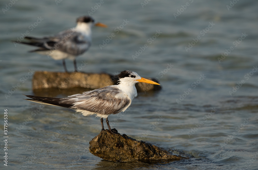 Greater Crested Terns at Busaiteen coast, Bahrain Greater Crested Terns at Busaiteen coast, Bahrain