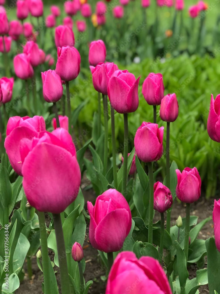 Blooming beautiful crimson tulips close-up.