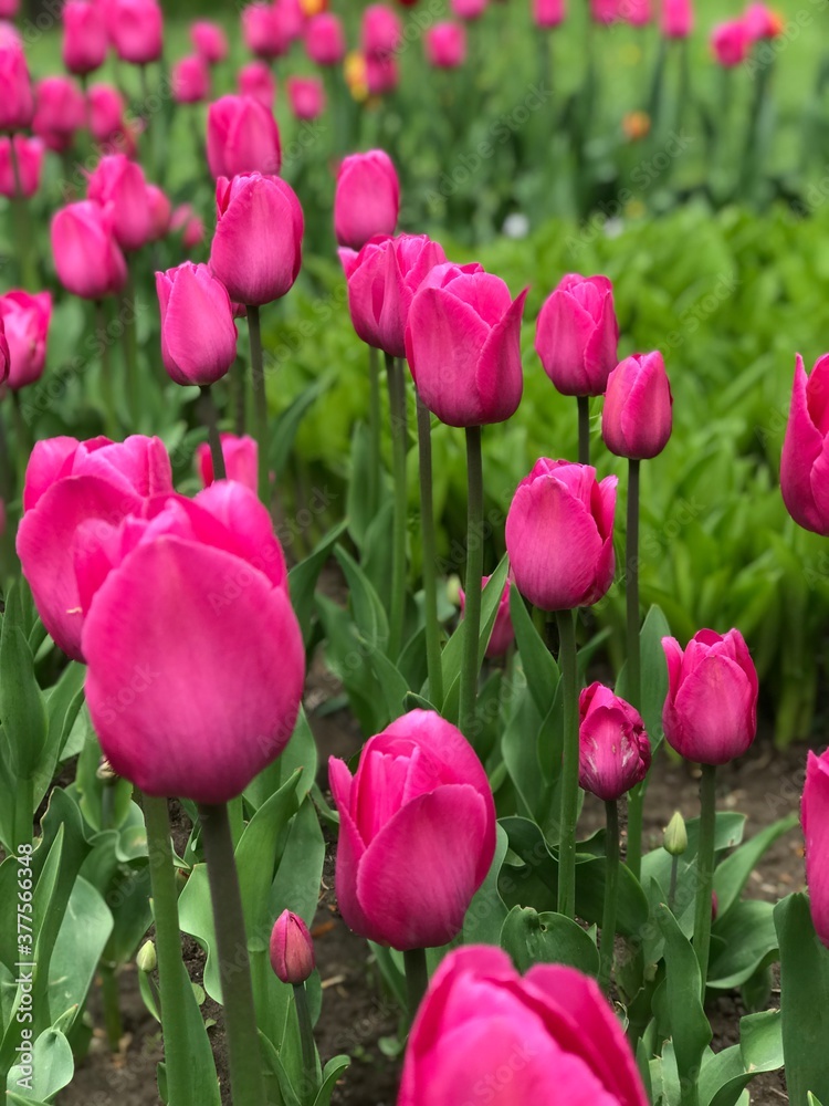 Blooming beautiful crimson tulips close-up. Blooming beautiful crimson tulips close-up.