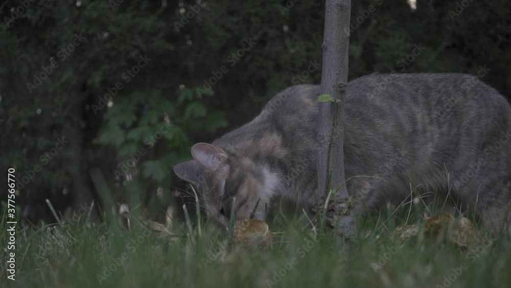 Cat eating grass in the garden. Domestic animal. Cat eating grass in the garden. Domestic animal.