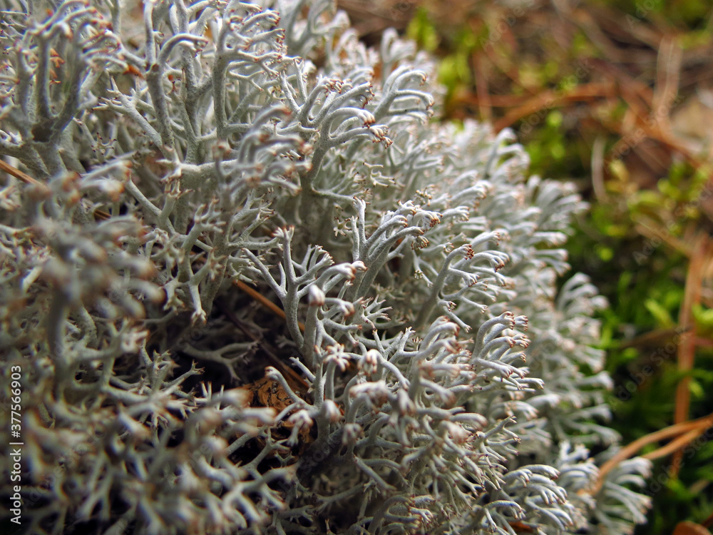 close up of a plant