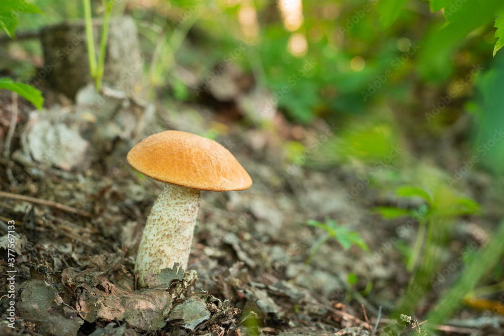 Beautiful orange-cap boletus in the woods, foliage of old leaves and green plants on the background. Beautiful orange-cap boletus in the woods, foliage of old leaves and green plants on the background.