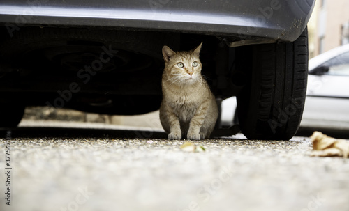 Photography Stray cat under car