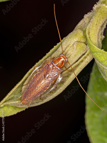 Wood Cockroach of the Family Ectobiidae photo