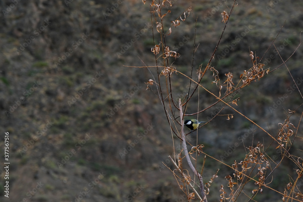 Tit on the branches of a dead Bush in the Charyn canyon Tit on the branches of a dead Bush in the Charyn canyon