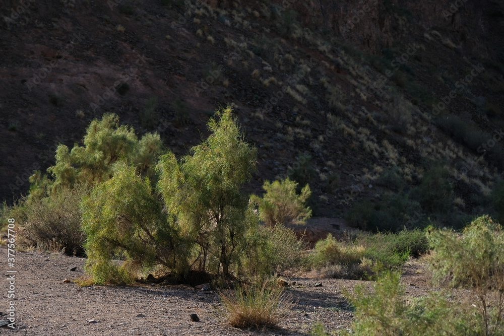 Shrubs grow along the gorge in the Charyn canyon. Shrubs grow along the gorge in the Charyn canyon.