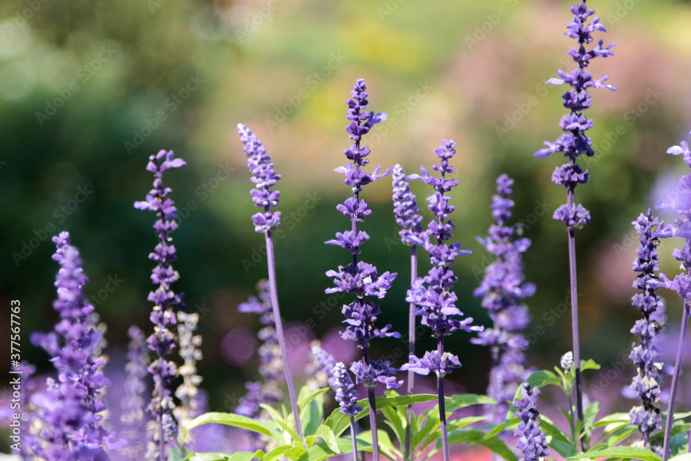 Naklejka premium lavender flowers in the field
