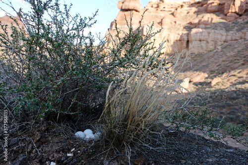 Bird eggs in a nest in the lower reaches of the Charyn canyon.