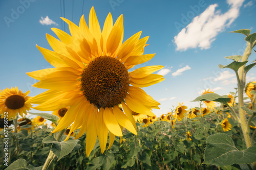 Blooming sunflowers on a large field during the day
