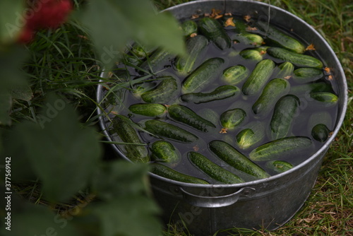 Green cucumbers in a large container with waterl. photo