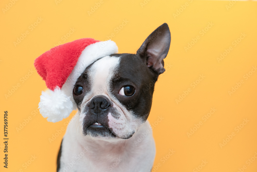 Boston Terrier dog in a Christmas hat of Santa Claus on an orange background in the Studio.
