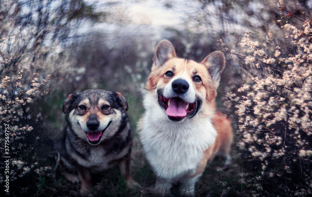 two friendly dogs they sit in the may garden among flowering shrubs and smile sweetly two friendly dogs they sit in the may garden among flowering shrubs and smile sweetly