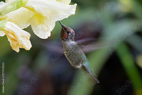 Anna's Hummingbird Male in Flight Feeding on Pale Yellow Flowers in the Garden