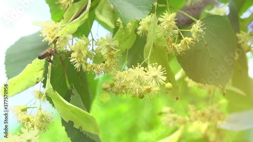 Honey Bee working on fragrant linden tree flowers. Honeybee on Growing Lindentree closeup. Macro. Slow motion 240 fps. Blooming yellow fragrant flowers close up. 4K UHD photo