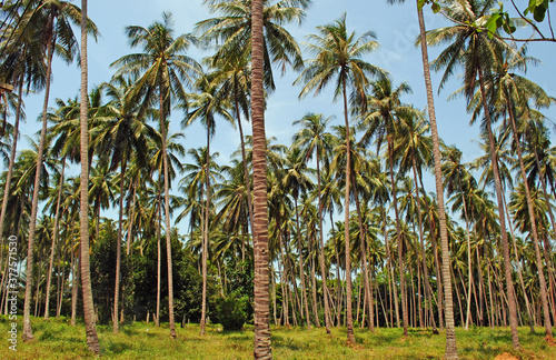 Wallpaper Mural Palm trees on the tropical island Torontodigital.ca