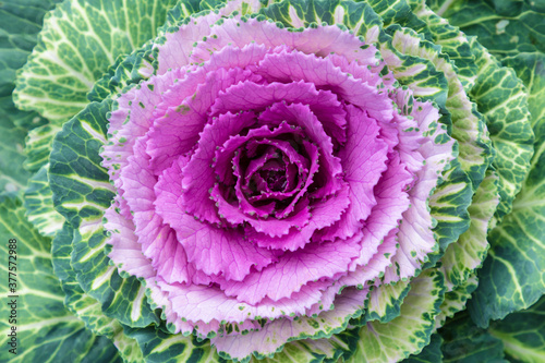 The macro shot of the background or the texture of the purple or lilac summer garden flower with the stamens, pestles and blades on the background of green leaves
