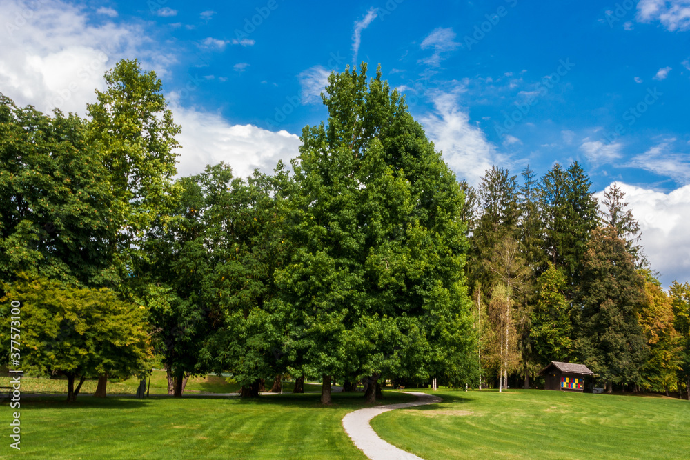 Fototapeta premium park in spring