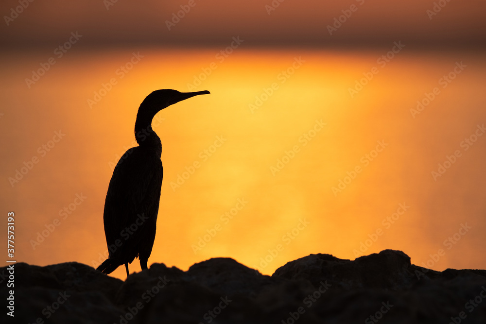 Silouette of a portraiit of Socotra cormorant during sunrise at Busaiteen coast of Bahrain Silouette of a portraiit of Socotra cormorant during sunrise at Busaiteen coast of Bahrain